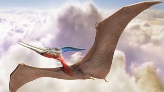 PTEROSAURS  PTERODACTYLUS  General Characteristics  Information [upl. by Evannia246]