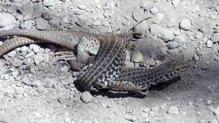 Amorous Western Whiptail Lizards Aspidoscelis tigris [upl. by Latsryc]