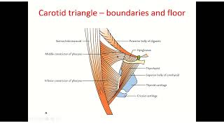 Anterior triangle of neck overview [upl. by Malamud]