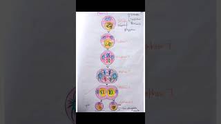 How Meiosis Makes You Unique Cell Division Explained shorts [upl. by Nivle]