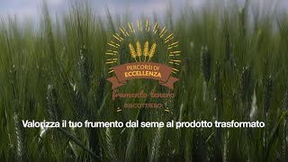 Percorsi di Eccellenza BASF – Frumento Tenero Biscottiero [upl. by Alaunnoif]