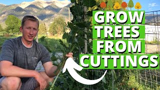 How To Grow Trees From Cuttings [upl. by Fleta254]