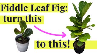 Fiddle Leaf Fig  Care amp Rescue Tips [upl. by Eiro]