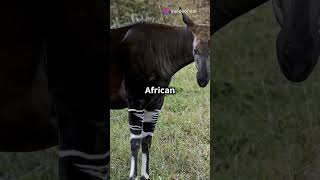 5 Incredible Facts About the Okapi Africa’s Hidden Gem [upl. by Luiza]