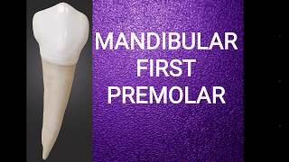 Mandibular first premolar [upl. by Parnas]