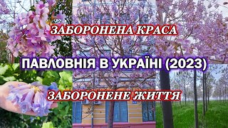 Заборонена краса Павловнія в Україні 2023 Заборонене життя [upl. by Alfi]