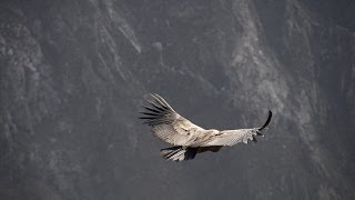 Flight of the Condor [upl. by Breech]