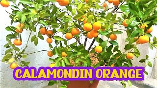 Calamondin Orange  Best Indoor Citrus Plant  Miniature Orange  Part 1 [upl. by Vivien]