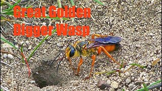 Great Golden Digger Wasp Family Sphecidae [upl. by Reifnnej548]