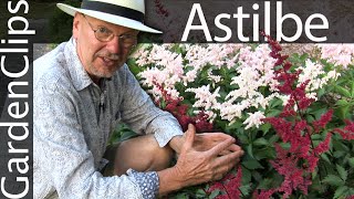 Astilbe  Goats Beard  False Spirea  Good shade plant  flowering perennial [upl. by Eirrok]