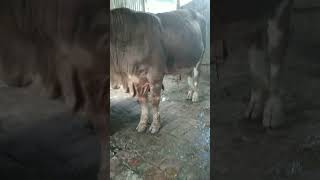 Fleckvieh 9 month huge ox for collection 01875301819 [upl. by Eicyal]