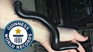 Holding the Worlds Biggest Millipede [upl. by Arretnahs]