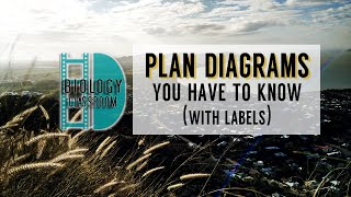 ALevel Biology  10 Plan diagrams you have to know with labels [upl. by Sayed]