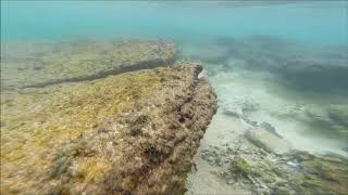 Collecting Cowrie Shells [upl. by Muhammad]