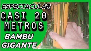 ESPECTACULARES cañas de bambu gigante bambusa vulgaris vittata [upl. by Esom777]