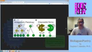 Antagonistic Pleiotropy and Aging [upl. by Anerda]