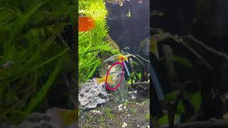 Boesemani rainbow fish changing colour live aquarium shorts aquascaping [upl. by Ainer]