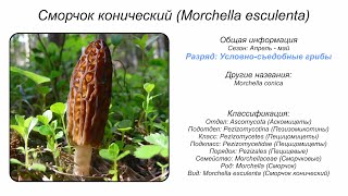 Сморчок конический Morchella esculenta [upl. by Michelle127]