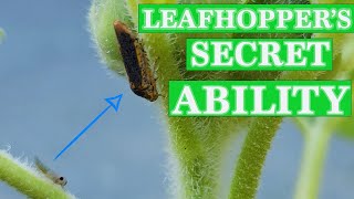 True Facts about Leafhoppers You Never Thought Possible [upl. by Dusza412]