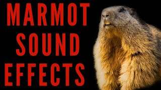 MARMOT SOUND EFFECTS  Marmot Scream  maktubytv [upl. by Hauge]