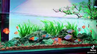 Rainbow Fish Tank  Layout Biotop chuyển sang chơi cầu vồng luôn  Truong Truong [upl. by Whiting]