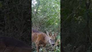 roedeer with a broken antler caught on trailcam [upl. by Ervine]