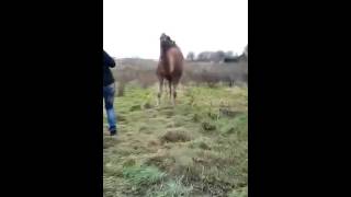 VIDEO CHOC  Attaque de chameau sur un humain [upl. by Ekaj]