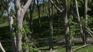 New Zealand poplar farm milling  assessing trees [upl. by Fotina]