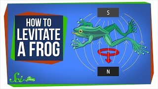 Diamagnetism How to Levitate a Frog [upl. by Tehc]