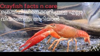 CrayfishLobster  Malayalam [upl. by Ozmo]