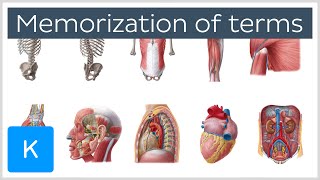 How to Memorize Anatomy Terms in 4 Steps  Human Anatomy  Kenhub [upl. by Rambow787]