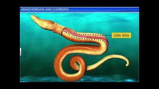 Phylum Chordata Characteristics  Animal Kingdom  Class 11 Biology Chapter 4  NCERTCBSE [upl. by Espy]