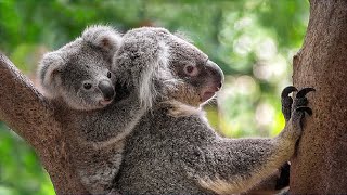 The cry of a frightened koala is very similar to the cry of a baby  Koala sounds [upl. by Nolur]