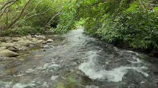 Fall asleep instantly with nature sounds  Peaceful stream sounds  River sounds for sleeping [upl. by Swagerty74]