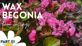 Easy Steps for Propagating Wax Begonia from Stem Cuttings [upl. by Courtnay]