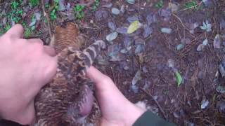 Beccaccia con gli Springer Spaniel Woodcock Hunting 6112016 [upl. by Alemaj337]