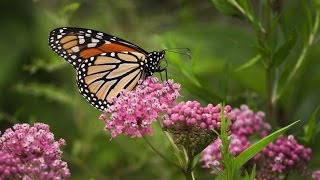 Milkweed For Monarchs [upl. by Healy253]