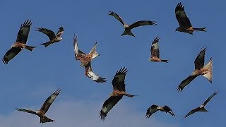 Birds Flying in Slow Motion  Red Kite Bird Extravaganza [upl. by Mundy552]