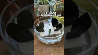 Zz plants propagación por hojas 🌱 Styrofoam Hack plants plantlover hack tips plantlady jardin [upl. by Tobin]