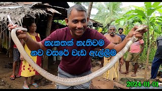 The cobra saved from the fishing net [upl. by Birk]