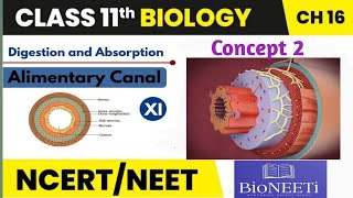 Histology Of Alimentary Canal Digestion And Absorption Concept 2 NEET Biology NCERT [upl. by Valida]