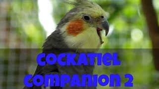 Cockatiel Companion 2 60 minutes of Cockatiel Sounds for your Pet Cockatiel CockatielCompanion [upl. by Enaasiali]