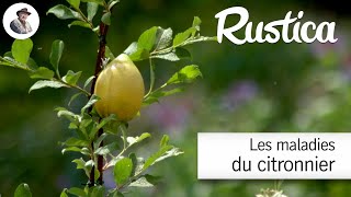 Tout savoir sur les maladies des citronniers [upl. by Nipsirc]