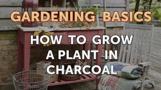 How to Grow a Plant in Charcoal [upl. by Eemaj]