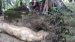 MENAKLUKAN MONSTER ULAR PHYTON TANAH BESAR PENGHUNI POHON BERUSIA 100 TAHUN  ULAR  MANDA PETUALANG [upl. by Nolham]