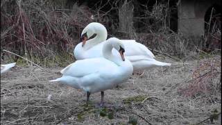 Culzean Castle Ayrshire Scotland 19jan2013 The Swan Pond [upl. by Irra]