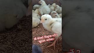 July 23 2024poultry farm business plan farmingyoutube [upl. by Abdul]