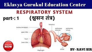 Respiratory system  Human respiratory System  inhaled amp exhaled of gases  श्वसन तंत्र [upl. by Coralie319]