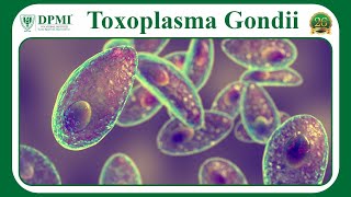 Toxoplasmosis Causes Symptoms amp Diagnosis What are three of the Life Stages of Toxoplasma Gondii [upl. by Anaili]