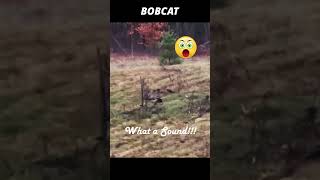 What a Scary Scream from Bobcats [upl. by Akeemaj556]